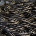 catfish_striped_bhr_tam_h_0645_bal6602.jpg